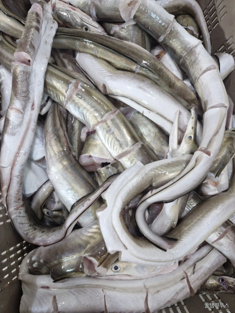 자연가득 갯장어 탕용 1kg 손질후 800g (3-5미) 머리포함 중간중간 토막 상세 이미지 2
