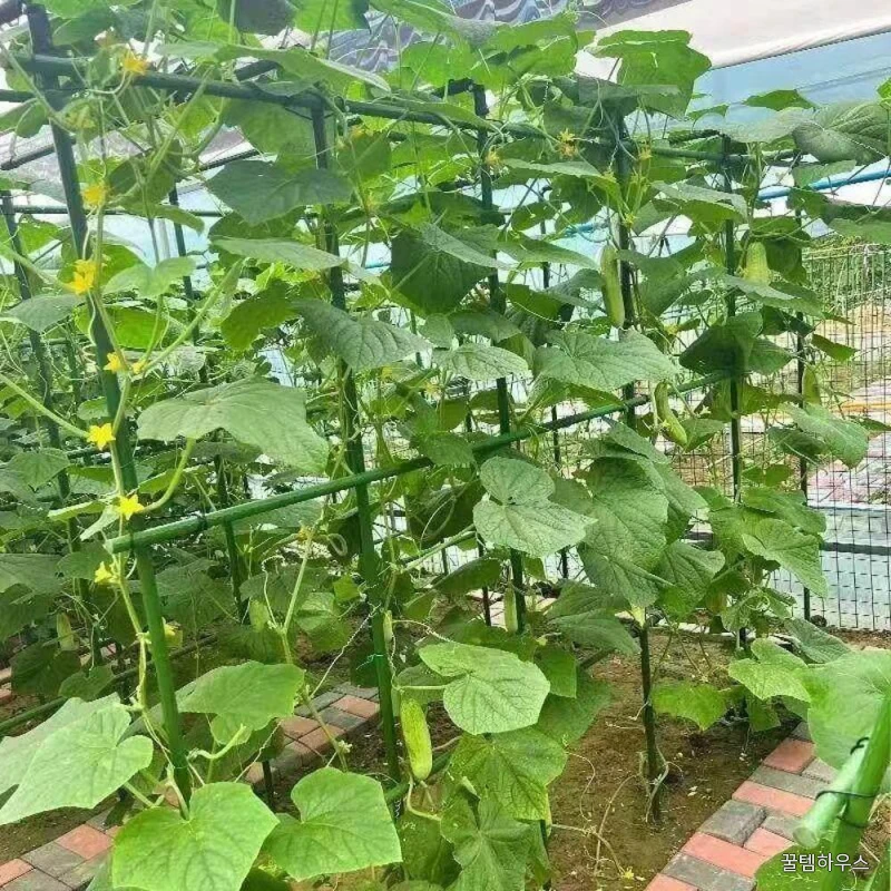 포도 식물지지대 세트 온실 텃밭 가드닝 프레임 원예용 아치 오이지지대 받침대 상세 이미지 4
