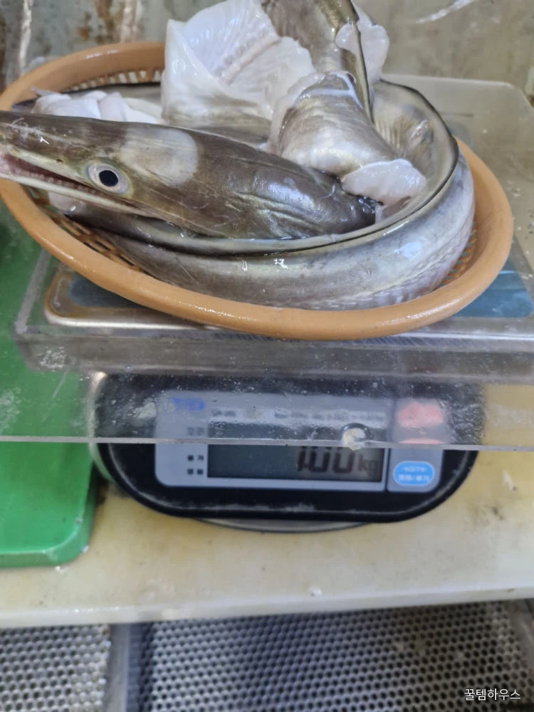 자연가득 갯장어 탕용 1kg 손질후 800g (3-5미) 머리포함 중간중간 토막 상세 이미지 4