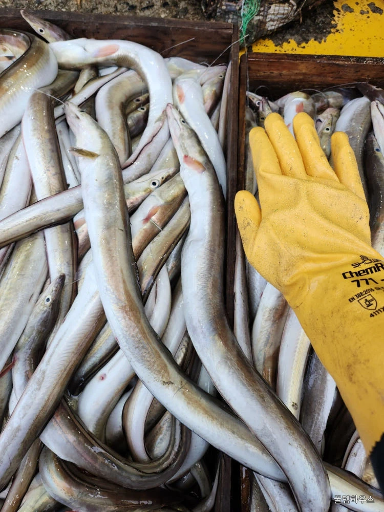 자연가득 갯장어 탕용 1kg 손질후 800g (3-5미) 머리포함 중간중간 토막 상세 이미지 3