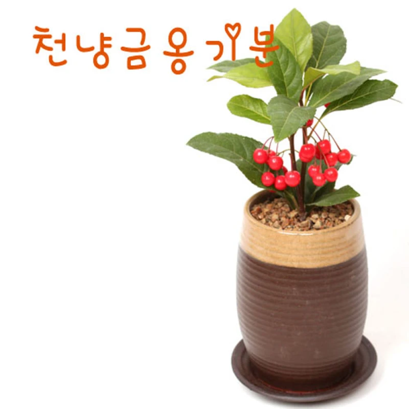 천냥금 옹기 화분