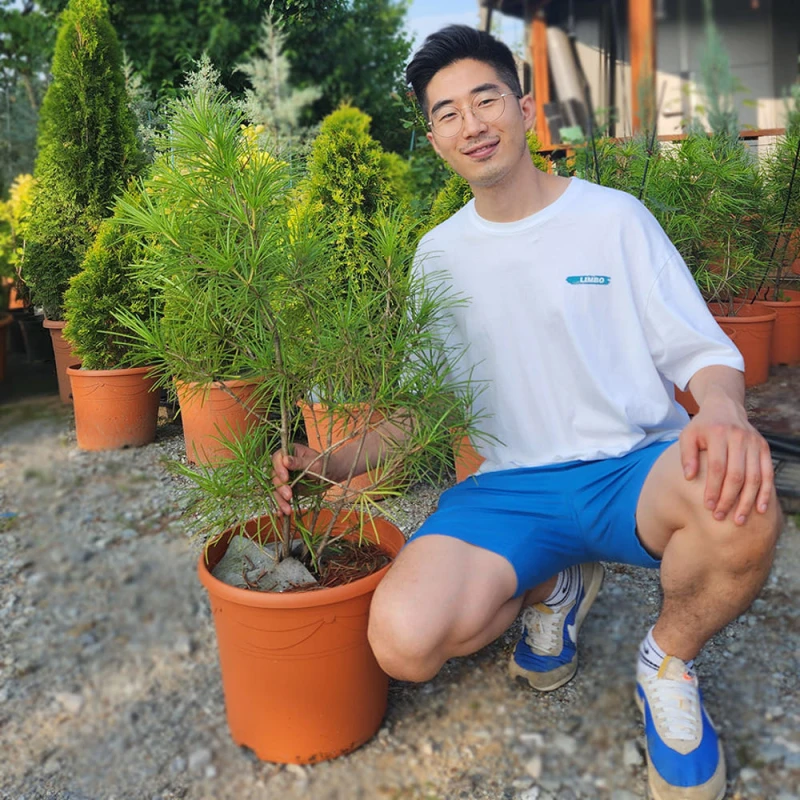8년 튼튼한 금송나무