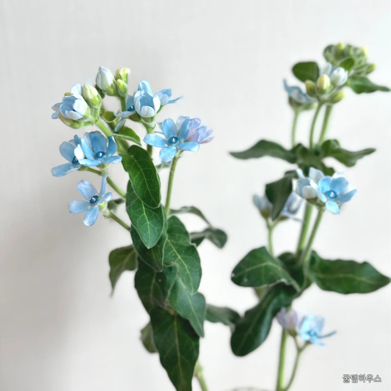 옥시페탈륨 생화 합리적인 온라인꽃집 상세 이미지 4