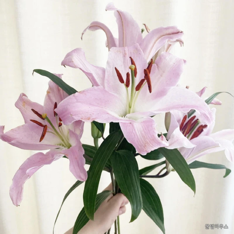 생화 백합 시베리아 쉐라 3대 백합꽃 꽃다발 꽃배달 싼곳 상세 이미지 2