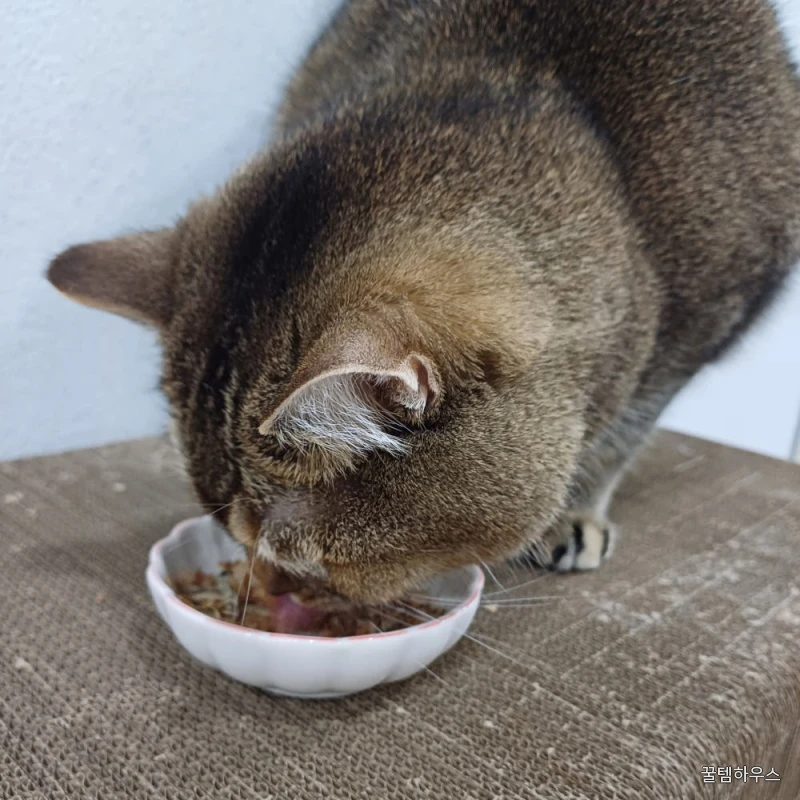 고양이 가쓰오부시 간식 가다랑어포+멸치, 30g, 1개 상세 이미지 6