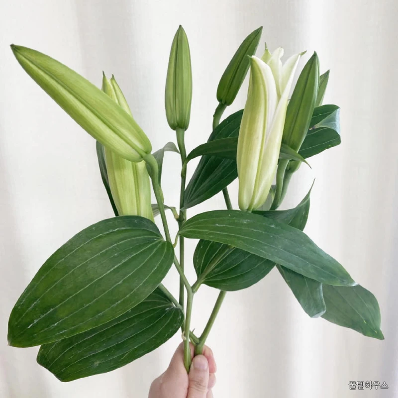 생화 백합 시베리아 쉐라 3대 백합꽃 꽃다발 꽃배달 싼곳 상세 이미지 5