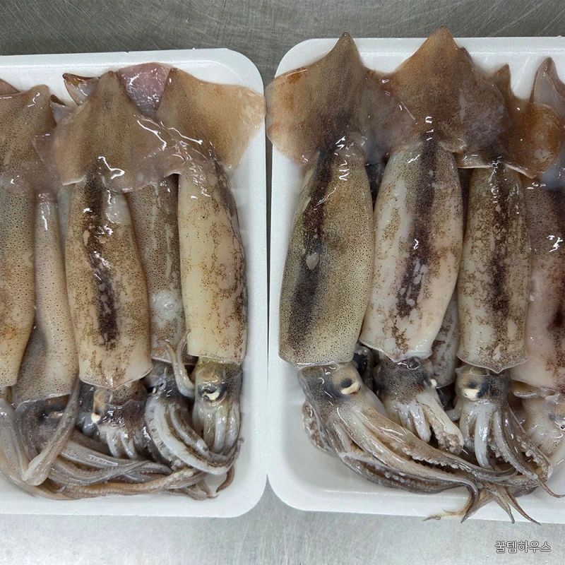 오징어 총알 통오징어찜 한치 미니 생물 원양산 통찜용 작은 회 1kg(8~10미) 상세 이미지 3