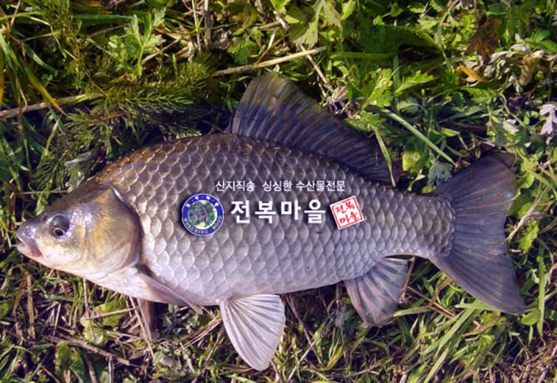 찜용붕어1kg 토종붕어찜 매운탕 민물고기