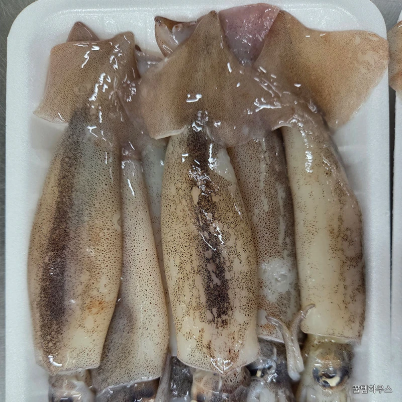 오징어 총알 통오징어찜 한치 미니 생물 원양산 통찜용 작은 회 1kg(8~10미) 상세 이미지 2