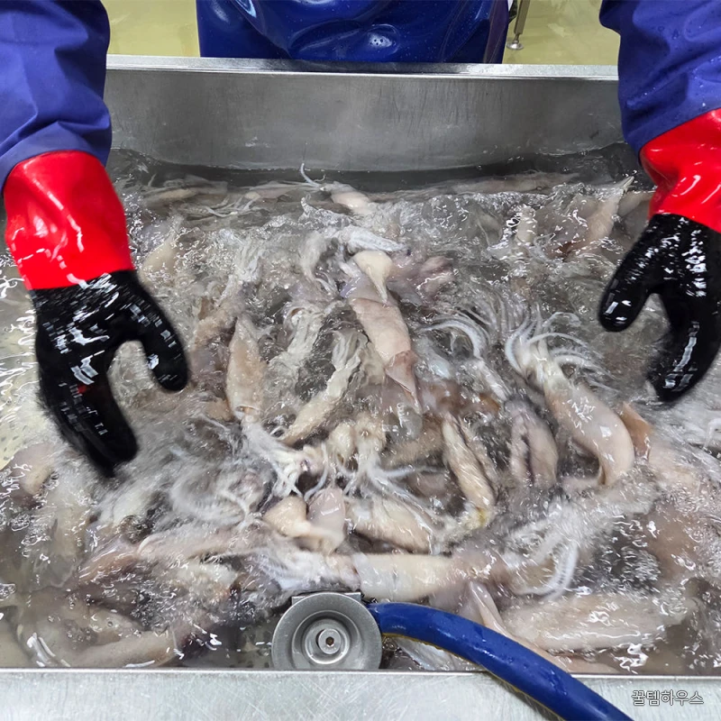 오징어 총알 통오징어찜 한치 미니 생물 원양산 통찜용 작은 회 1kg(8~10미) 상세 이미지 4